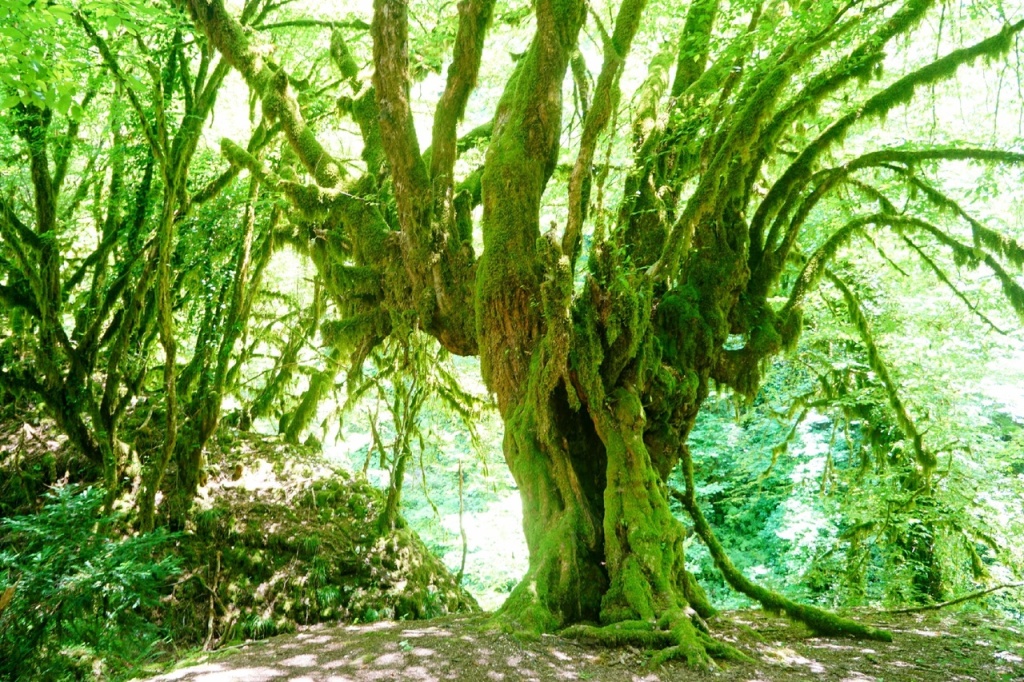 Спуск в Зеленый каньон.jpg