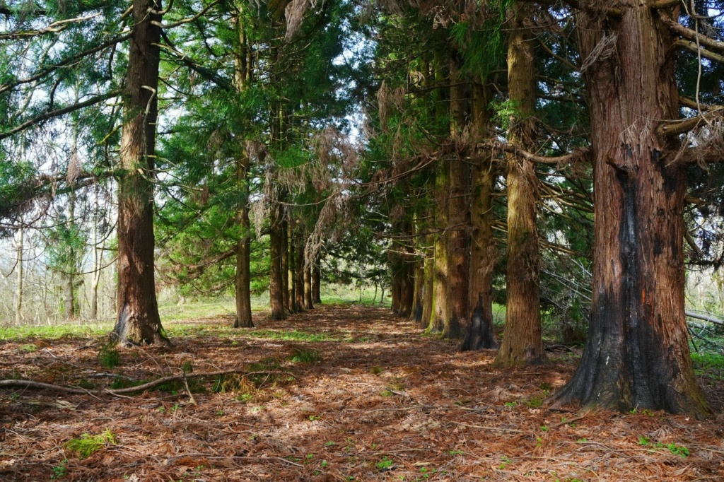 Аллея криптомерий Сатанджо.jpg