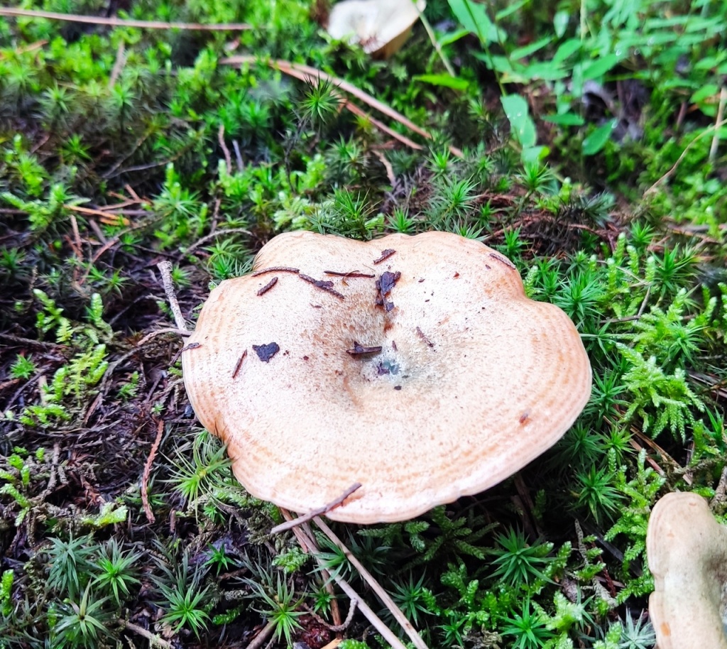 рыжик Абхазия.jpg