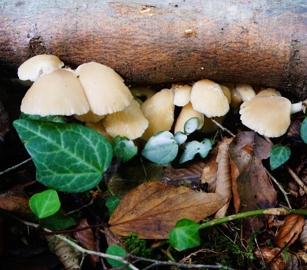 вешенка Абхазия.jpg