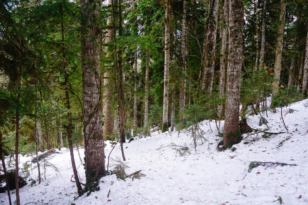 Дорога к Малой Рице зиой.jpg