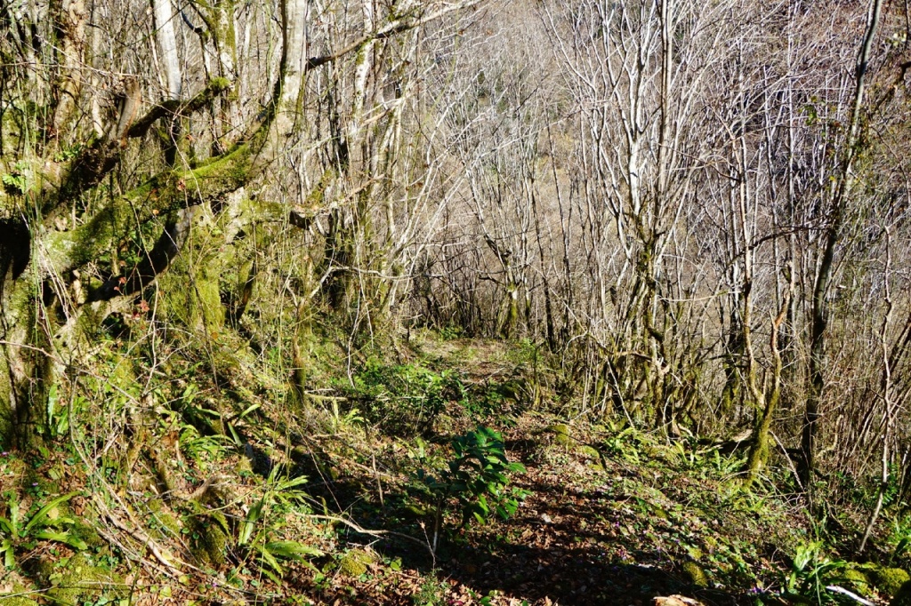 дорога к Келасурскому монастырю.jpg