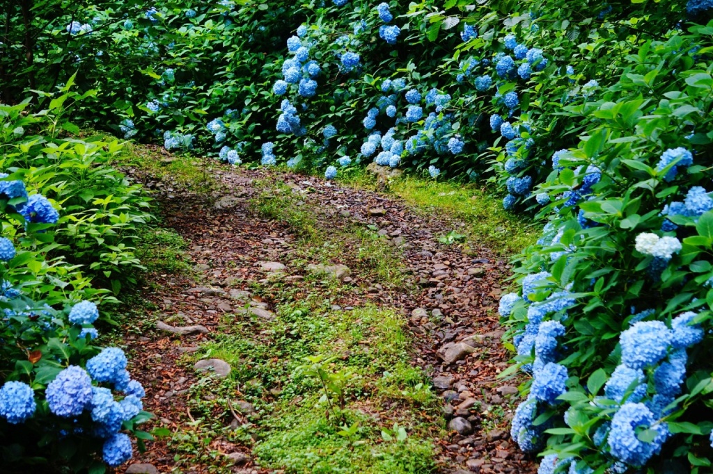 аллея гортензий Акармара.jpg