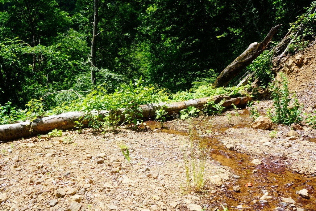 Начало тропы к водопаду Ткуарчал.jpg
