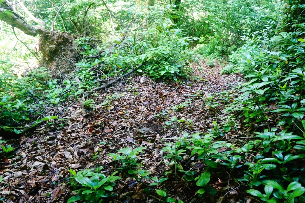 Тропа к водопаду Ткуарчал.jpg