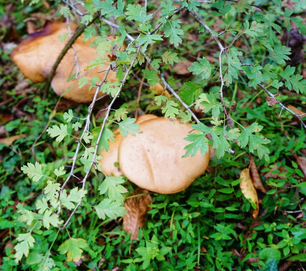 маслята Абхазия.jpg