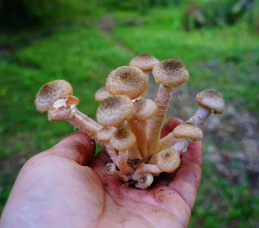 опята Абхазия.jpg