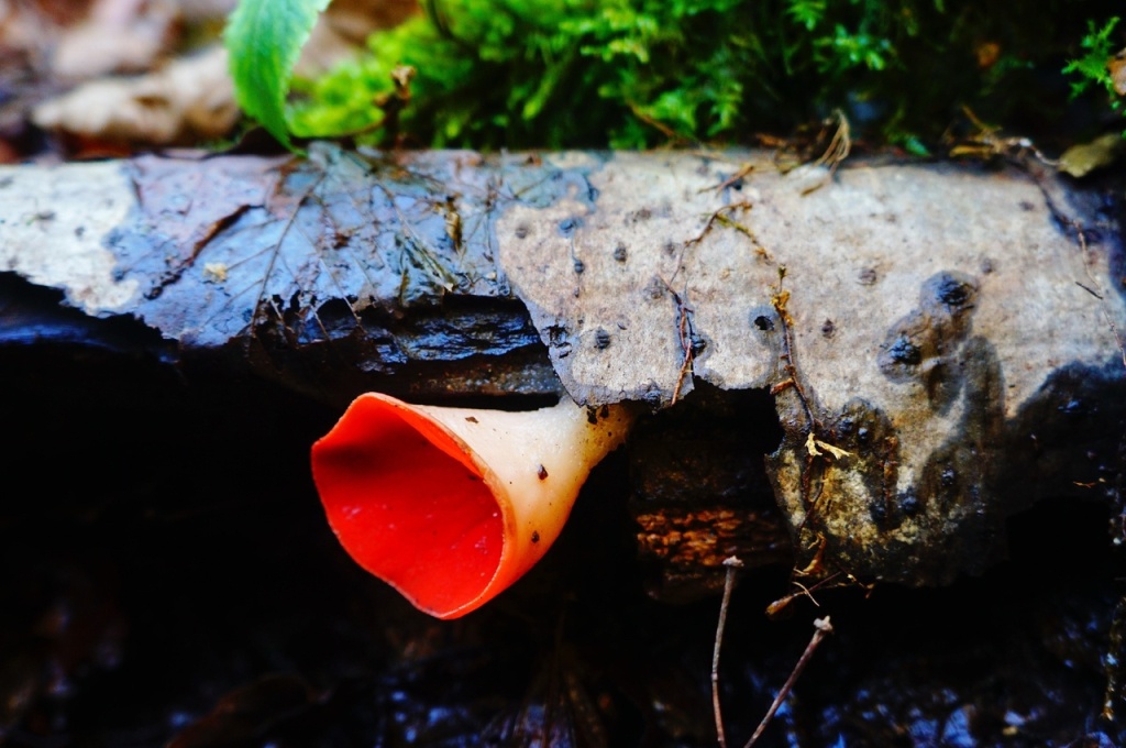 Саркосцифа алая.jpg